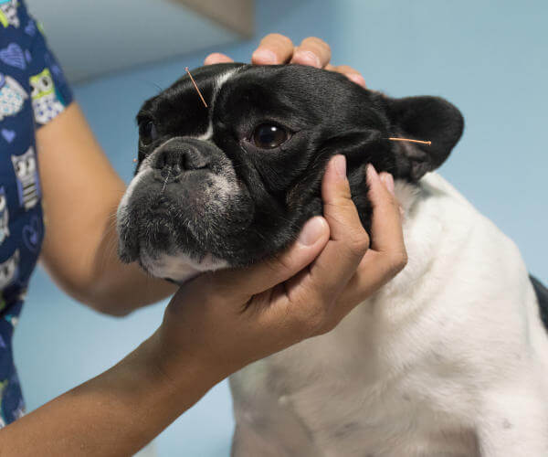 Alternative Tiermedizin: Akupunktur-beim-hund-in-der-tierarztpraxis-andrea-fischer; Foto: Adobe Stock, dani18bj